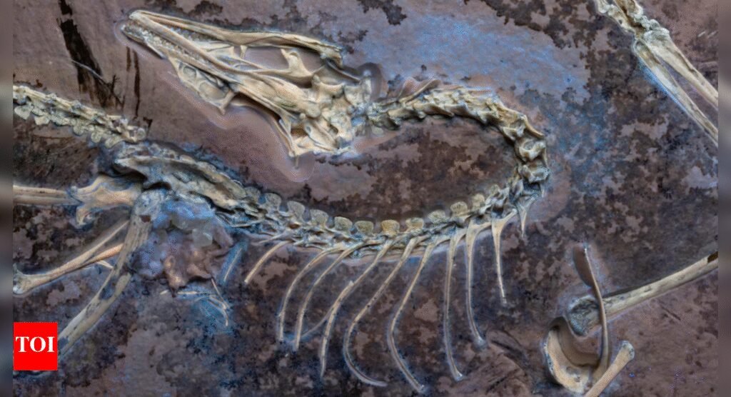 73-million years old Dinosaur mass grave with thousands of fossils found in Canada’s “River of Death” |