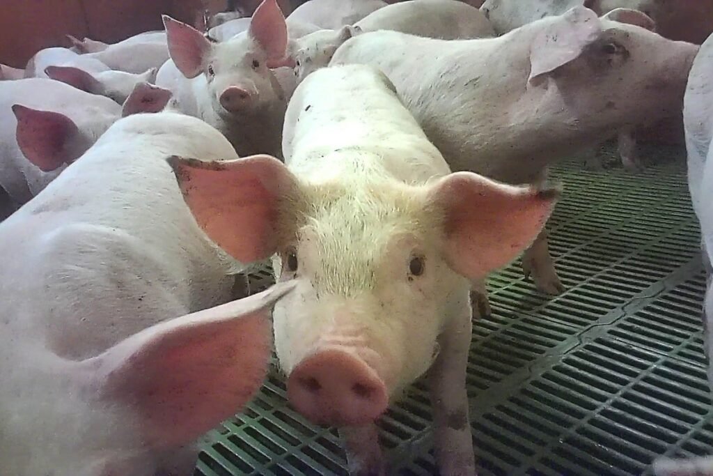Cranswick launches independent review after pig farm abuse claims