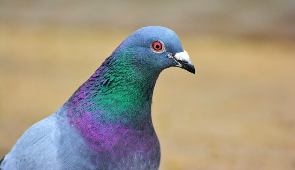 Dead pigeon, duck shutter Brazil zoo amid bird flu fears