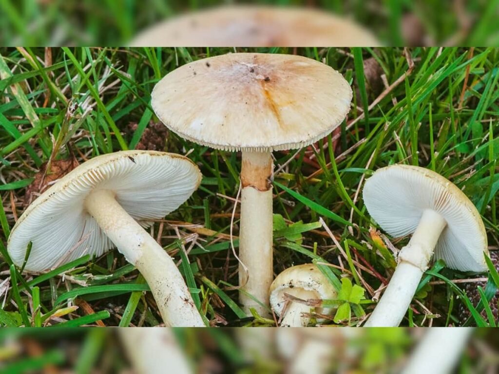 Do Mushrooms Talk? Scientists Say The Fungi Know 50 Words