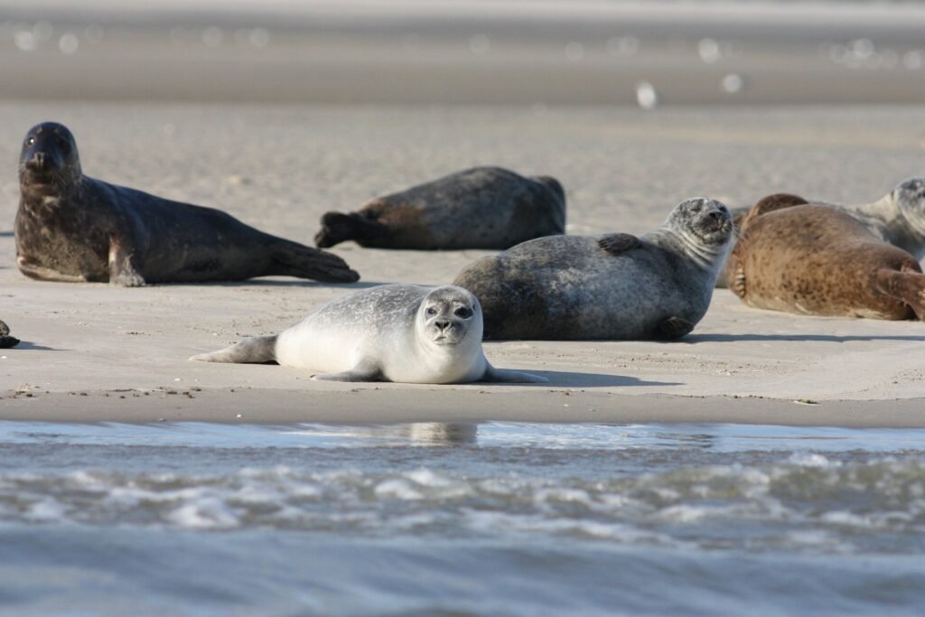 Gaming seals reveal how cloudy water provides sense of direction