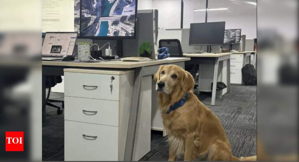 Heart-warming! Indian startup hires golden retriever as Chief Happiness Officer: 5 benefits of having pets at work |