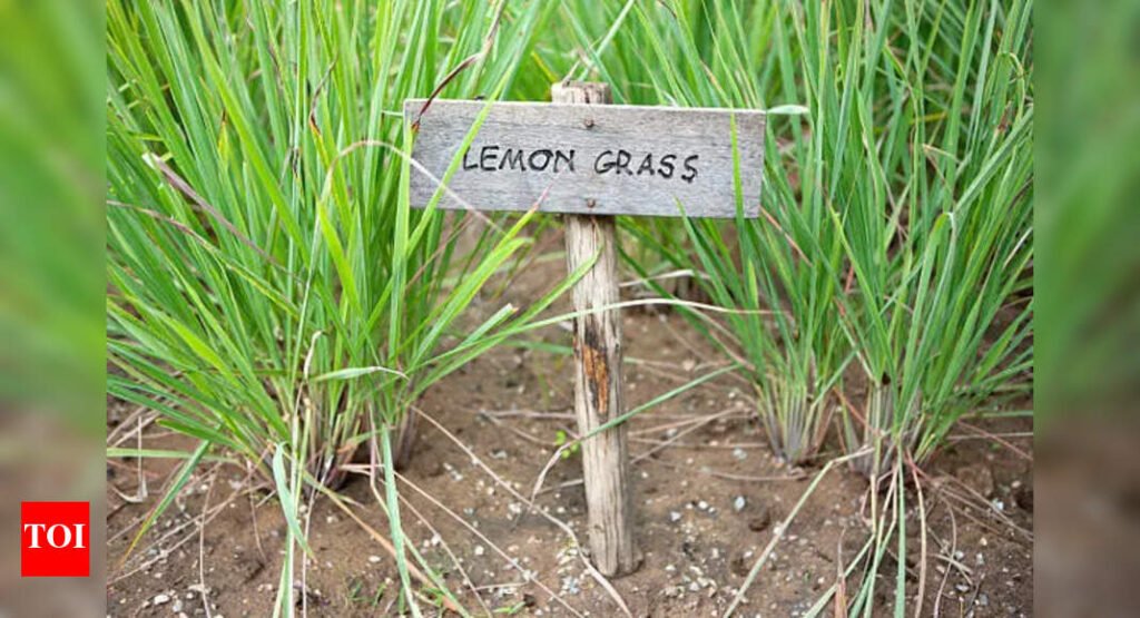 Regrow Hair Naturally: Unlock the Power of Lemongrass for Bald Patches |