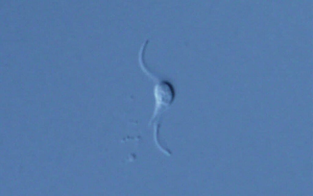 Scientists establish new genus after discovering new marine flagellate