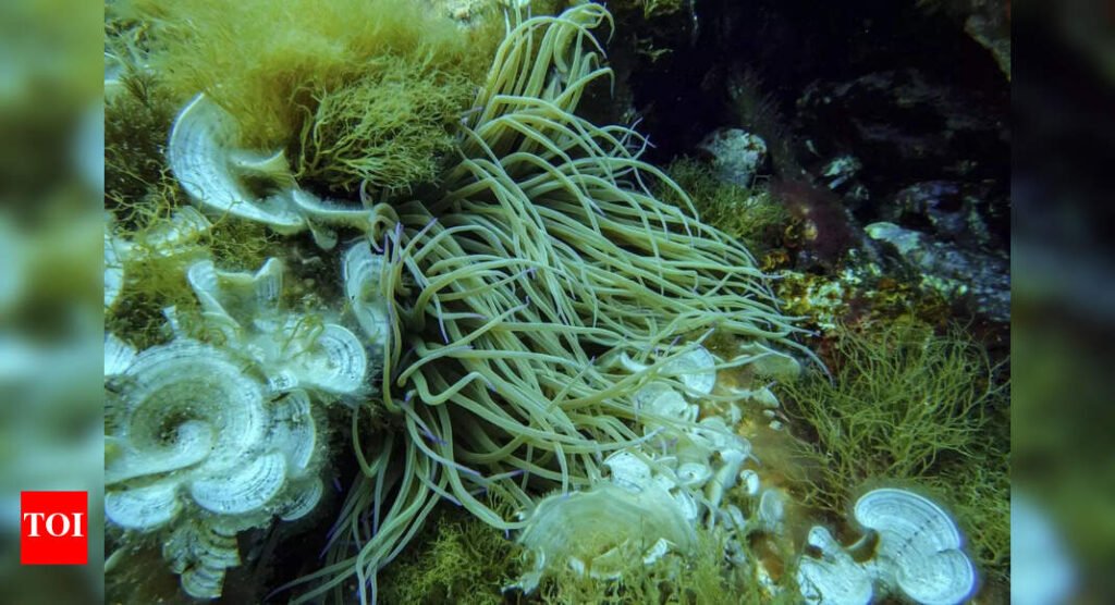 Money, mining and marine parks: The big issues at UN ocean summit |