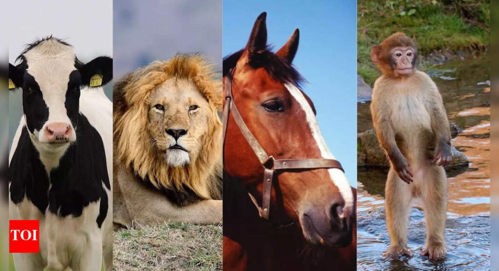 Personality test: Cow, horse, lion, monkey? The animal you choose reveals what you value the most in life