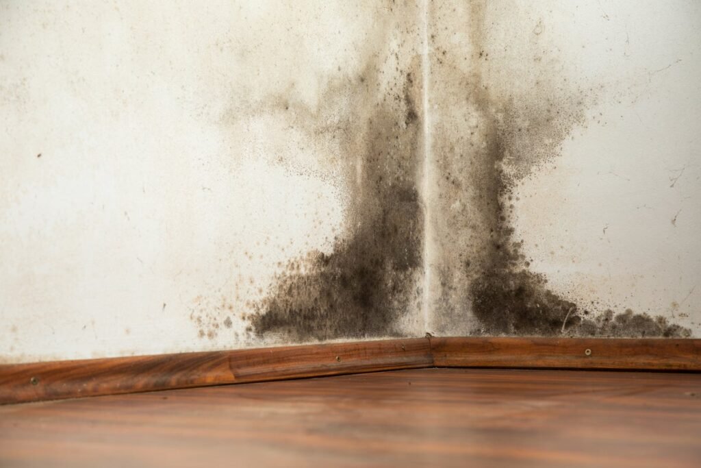Toxicologist explains how bad black mould really is for your health
