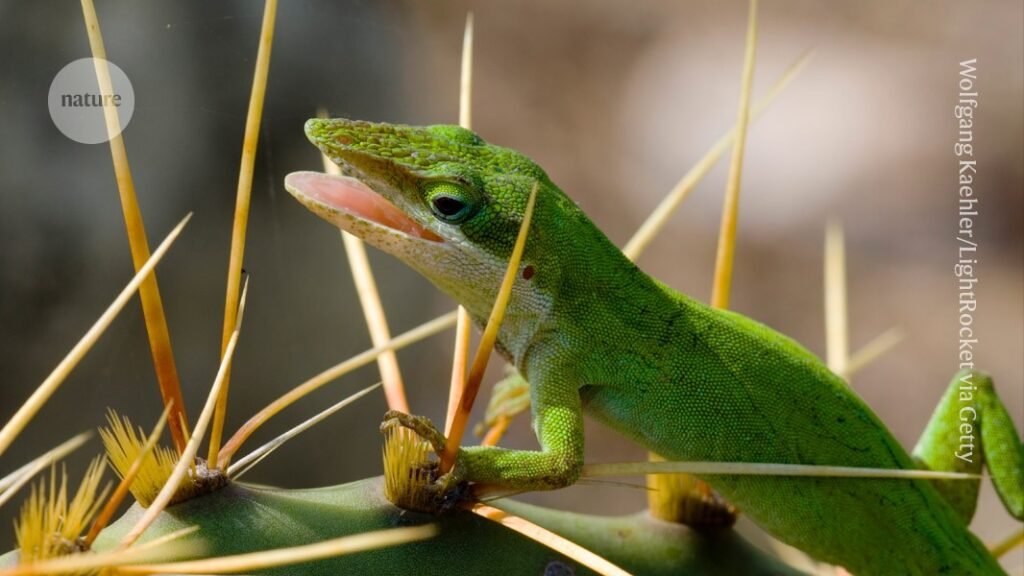 ‘Super-healing’ animals inspire human treatments